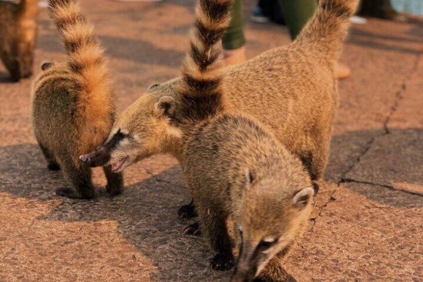 Two raccoons on a stone surface. 4