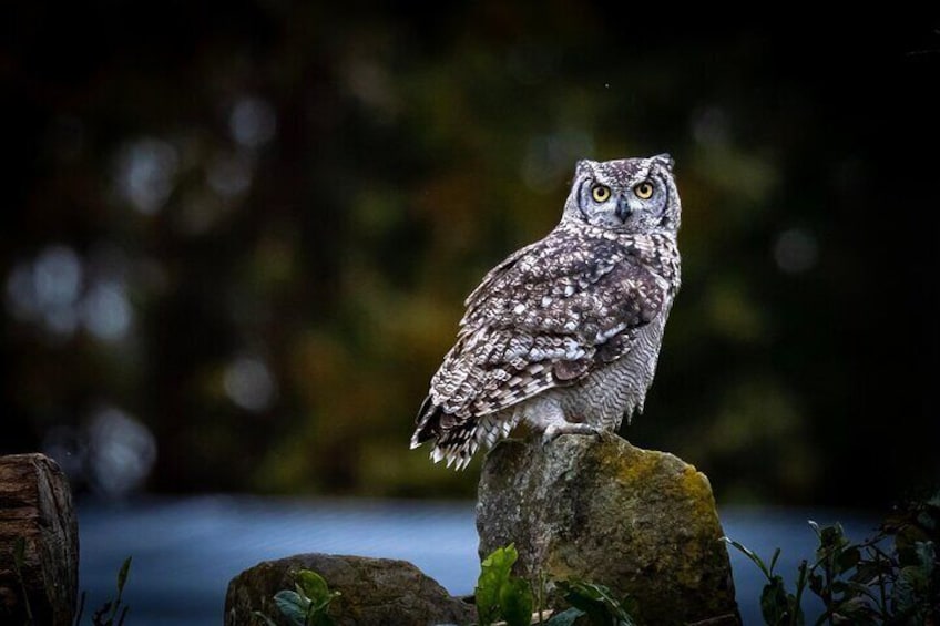 An owl perched on a rock. 5