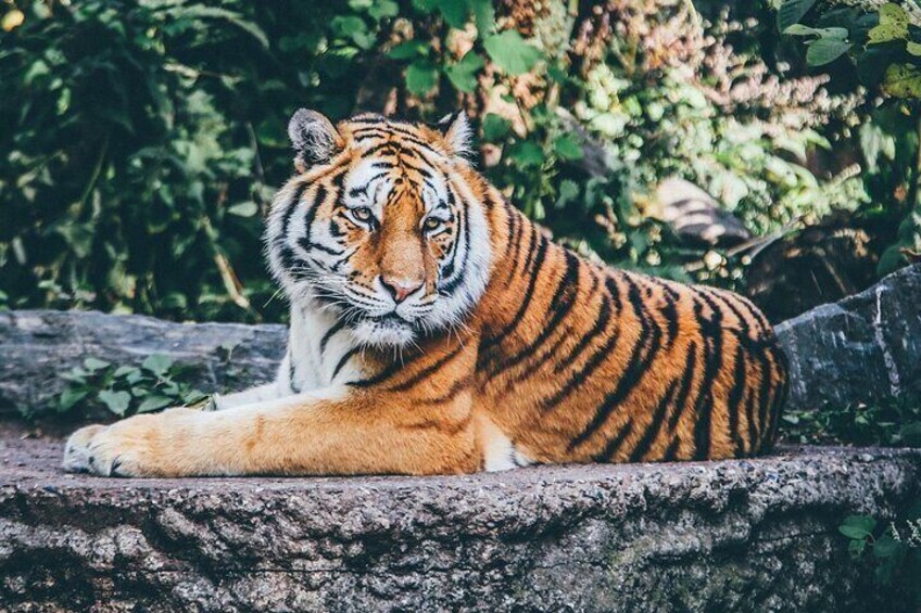 A tiger lying on a rock with dense foliage in the background. 4