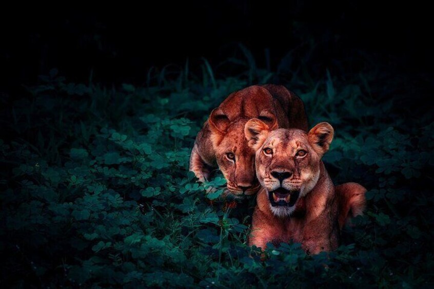 Two lions in a dense green bushy area. 1