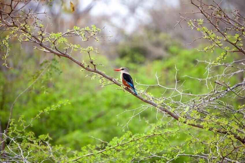 A bird perched on a branch surrounded by greenery. 3