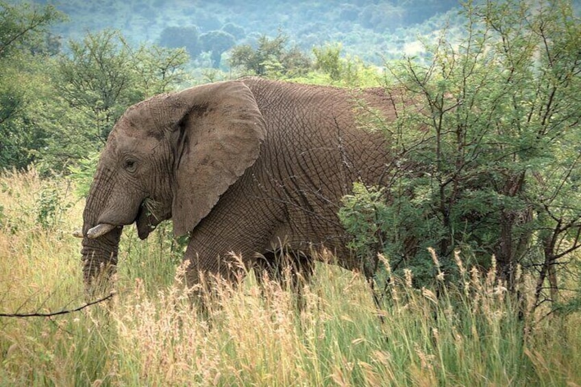An elephant in a grassy field with trees in the background. 2