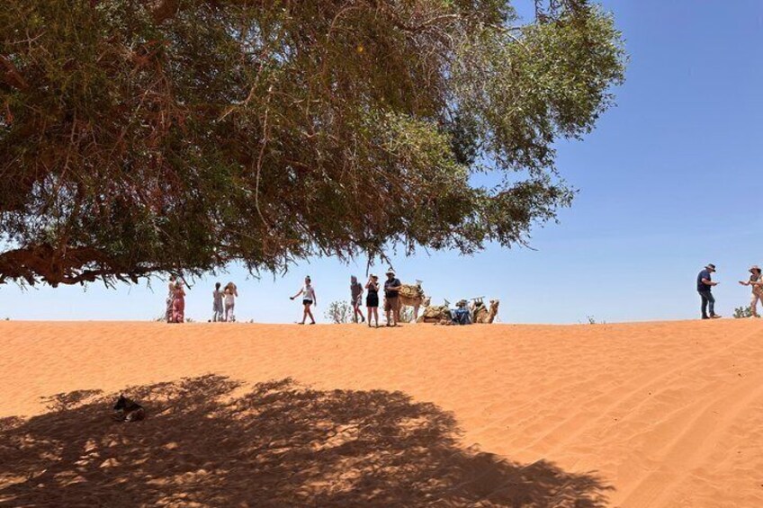 A group of people on a sandy dune with a large tree providing shade. 4