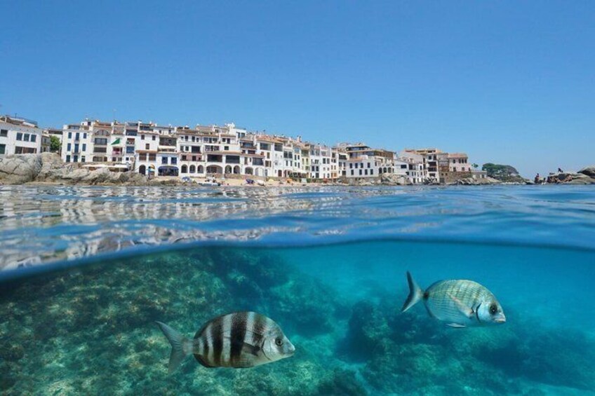 Boat trip from Llafranc with Snorkeling and Appetizer 1