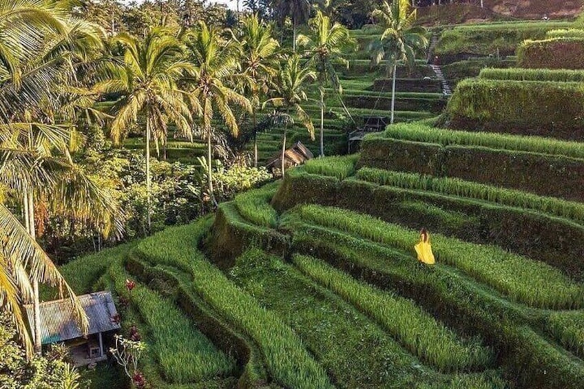 Terraced rice fields with palm trees and a small structure. 5