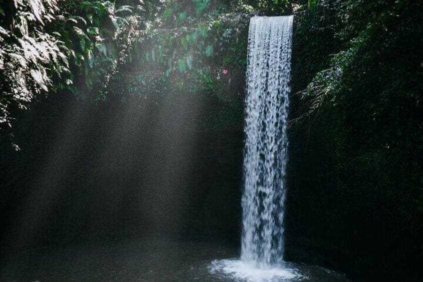 A waterfall surrounded by dense foliage. 1