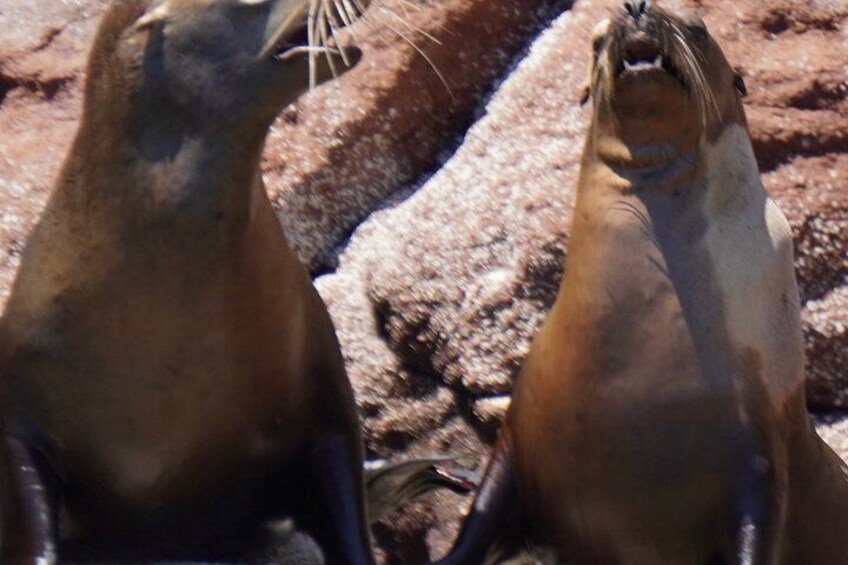 Two seals with their mouths open, possibly vocalizing, on a rocky surface. 2