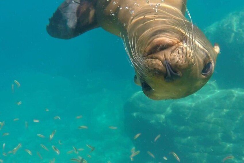A seal swimming underwater with clear water and small fish around. 3