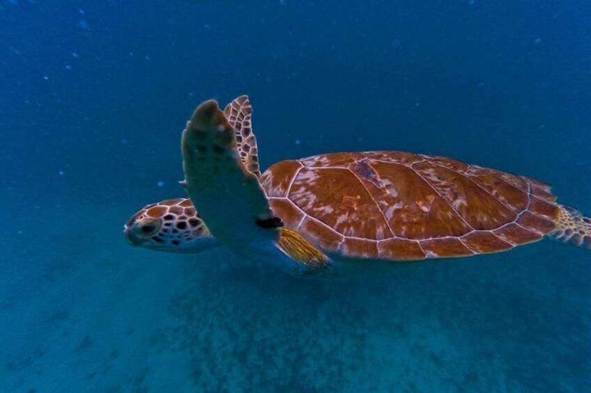 Discover Tulum from the Sea and Swim with Turtles 2
