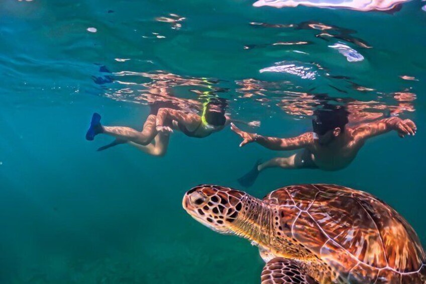 Discover Tulum from the Sea and Swim with Turtles 3