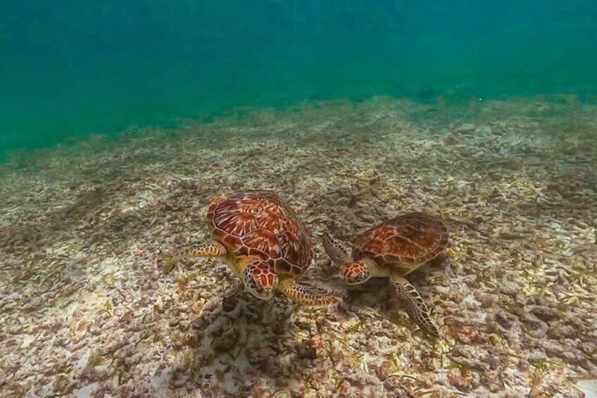 Discover Tulum from the Sea and Swim with Turtles 1