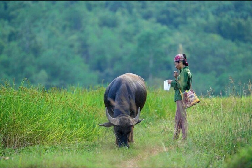 A person standing next to a large bull in a grassy field with a forest in the background. 1