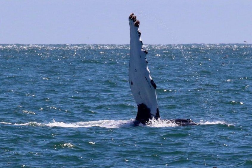 A whale breaching the ocean surface. 5