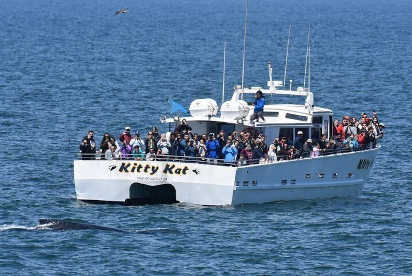 A boat named 'Kitty Kat' with passengers on deck, sailing on the water. 2