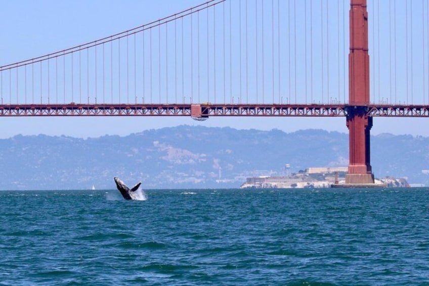 A humpback whale breaching near a bridge. 3