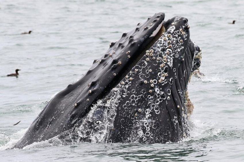 A humpback whale breaching with water splashing around its head. 4