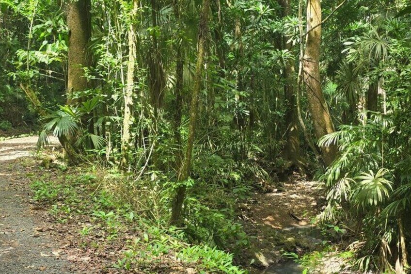 A forested trail with dense vegetation and a dirt path. 5