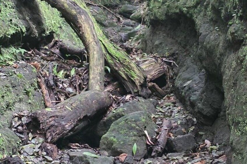 A forested area with a fallen tree, rocks, and moss-covered surfaces. 4