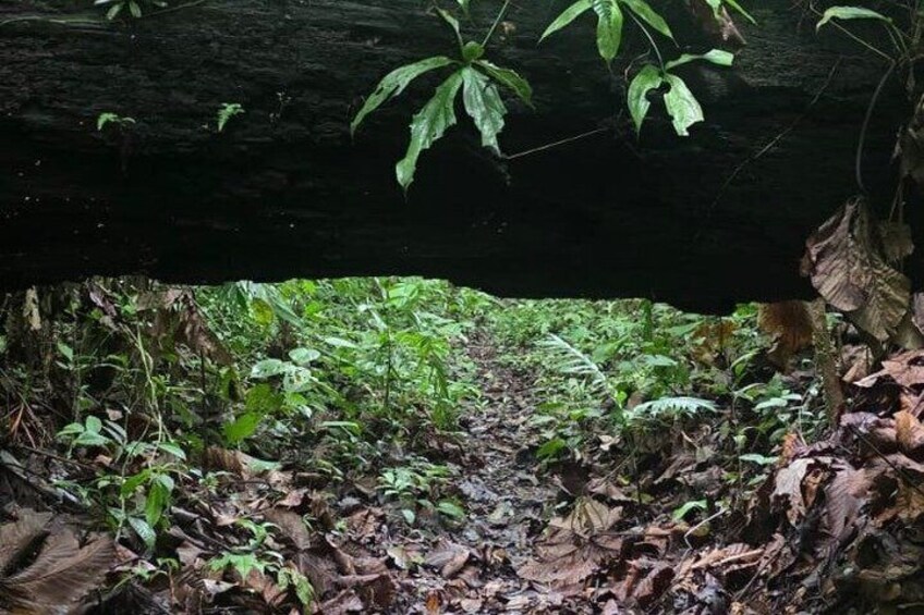 A forest trail with a fallen log overhead, surrounded by dense foliage and leaf litter. 3