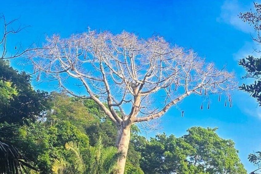 A large tree with a clear blue sky in the background. 1