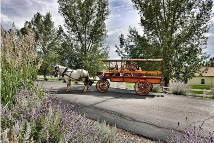 A horse-drawn carriage on a paved road with passengers, surrounded by trees and purple flowers. 4