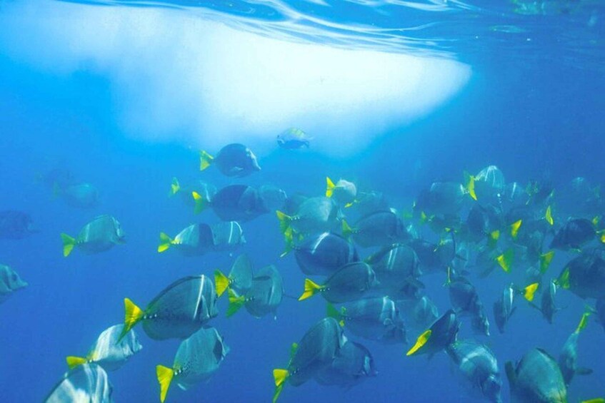 A school of fish swimming in the ocean. 4