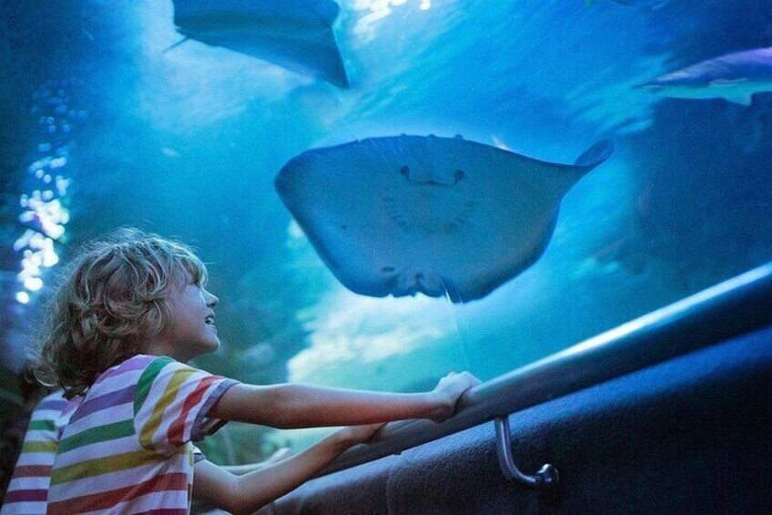 A child observing a stingray in an aquarium. 4
