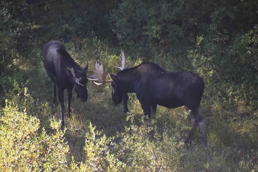 Picture 2 for Activity Vail, Colorado: Piney River Ranch Jeep Tour 3