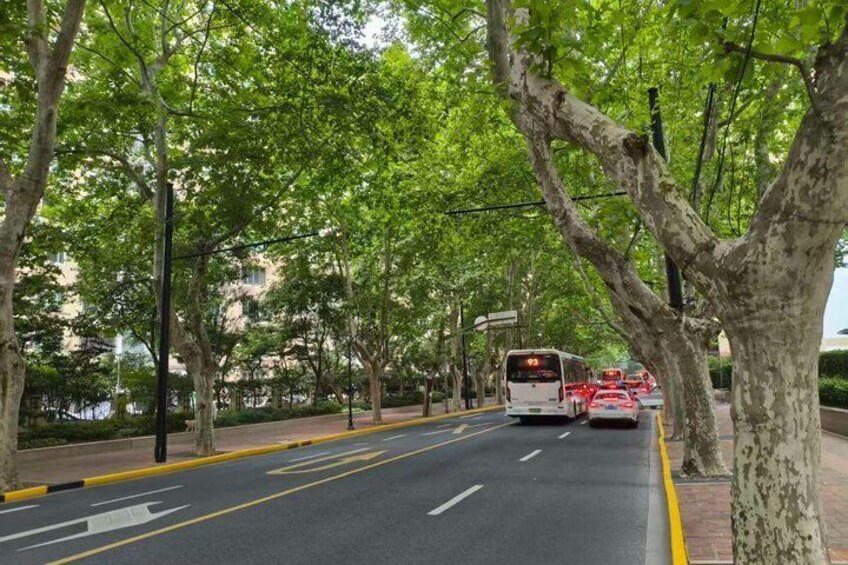 A tree-lined street with a bus and cars. 4