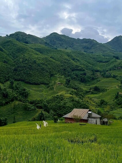 Picture 68 for Activity Hanoi: SaPa Limousine Bus/Rice Terrace Trail & Fansipan Peak 3