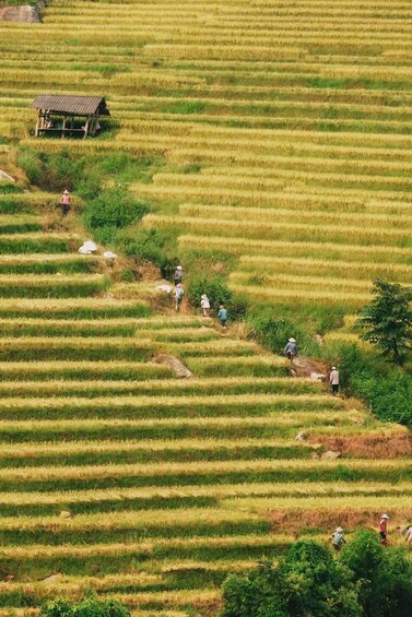 Picture 66 for Activity Hanoi: SaPa Limousine Bus/Rice Terrace Trail & Fansipan Peak 5