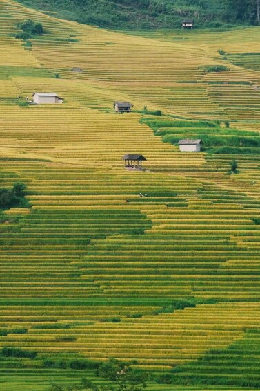 Picture 56 for Activity Hanoi: SaPa Limousine Bus/Rice Terrace Trail & Fansipan Peak 2