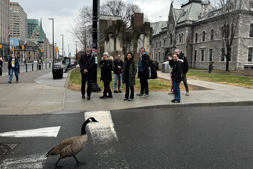 Ottawa City Highlights 3 Hour Walking Tour | Gratuity-Based 2