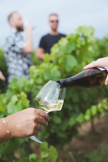 Picture 3 for Activity Nantes: Vineyard tour by van (2 hours) 2
