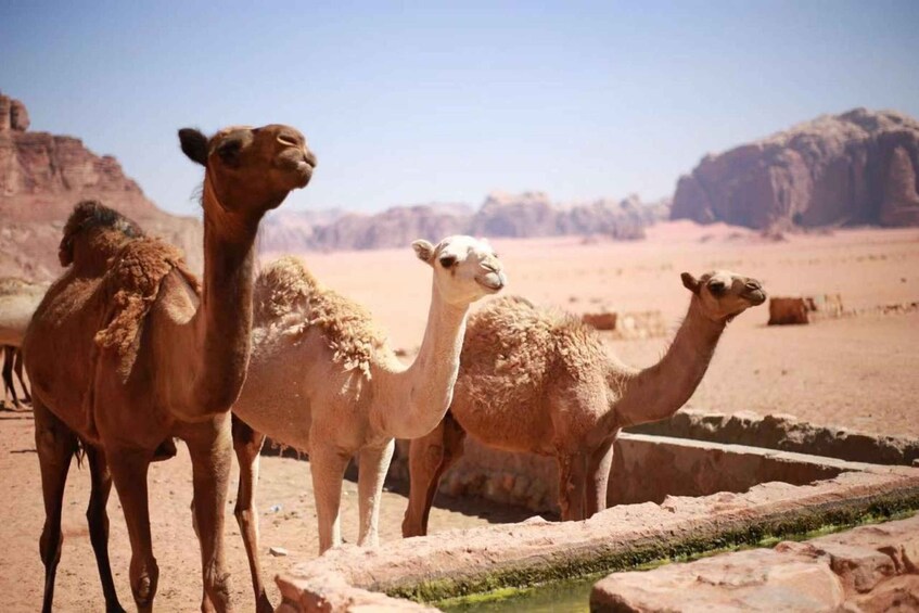 Picture 1 for Activity Wadi Rum Full-Day Jeep Tour: Lunch, Sunset & Hidden Gems 2