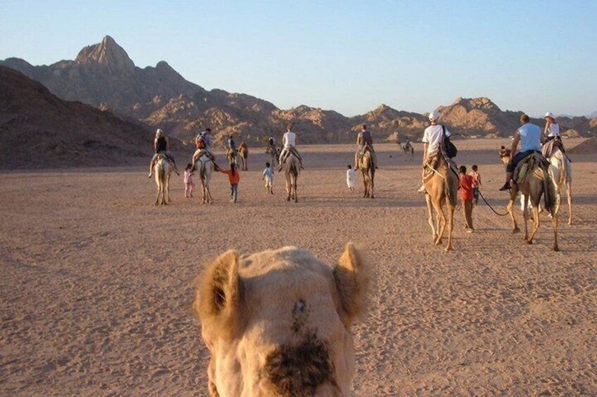 Hurghada Desert Stargazing Camel Ride BBQ and Telescope Show 2