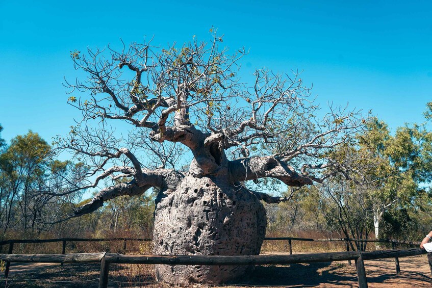 A large, unique tree with multiple trunks and branches, surrounded by a fence and a clear blue sky. 4