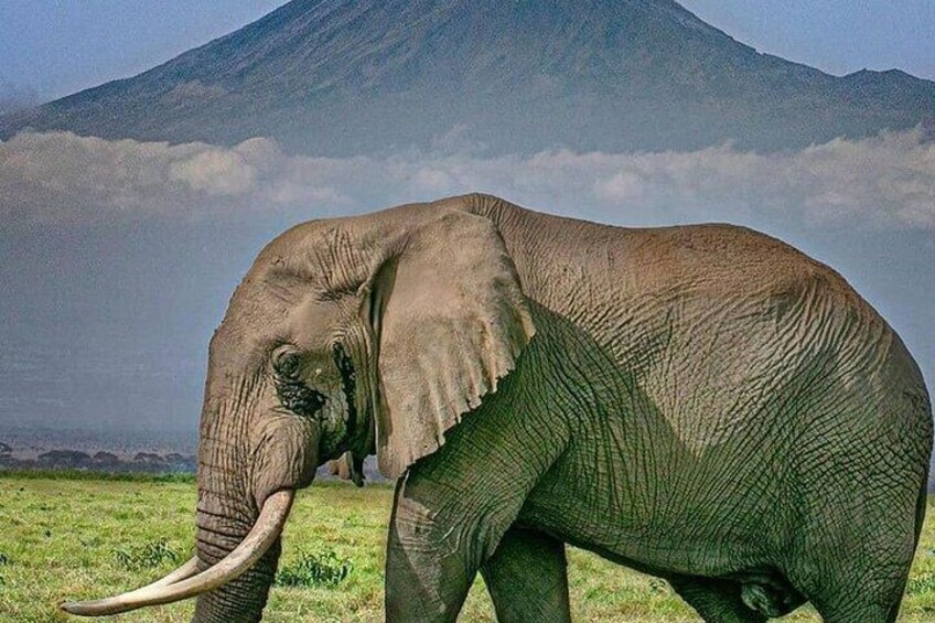 An elephant in a grassy field with a mountain in the background. 3