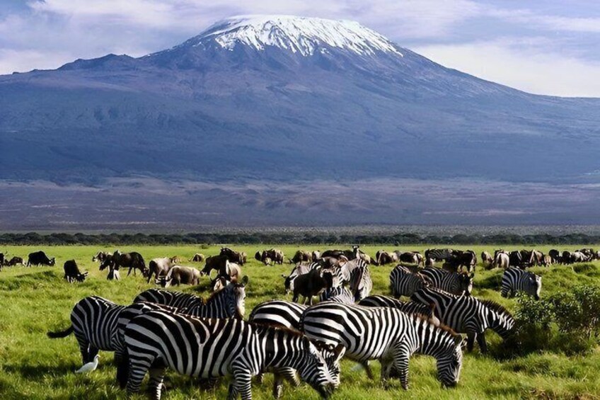 A herd of zebras grazing in a field with a mountain in the background. 5