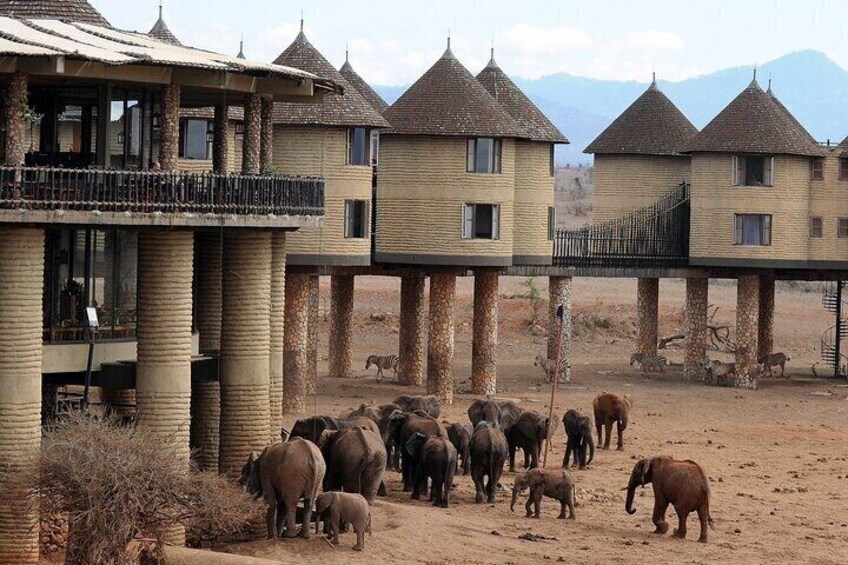 A safari lodge with multiple buildings, a dirt path, and a herd of elephants. 1