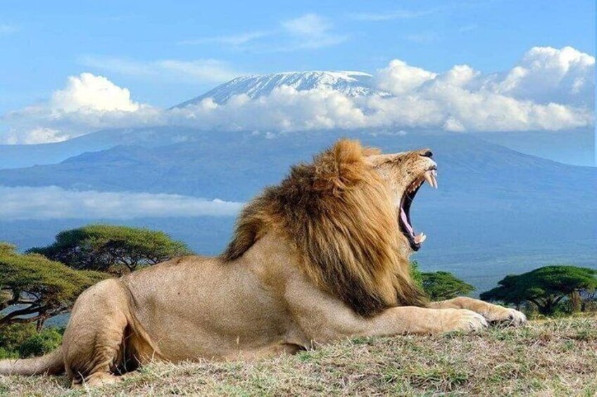 A lion lying on grass with a mountain in the background. 4