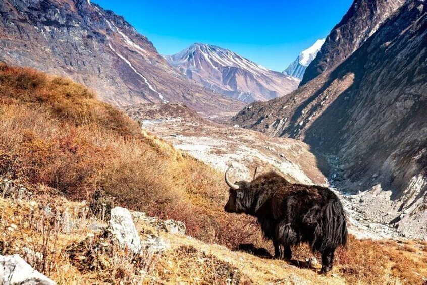 A yak in a mountainous valley with snow-capped peaks in the background. 4