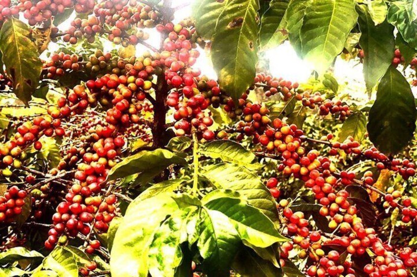 Day Tour to Fairview Coffee Farm and Coffee Testing 1