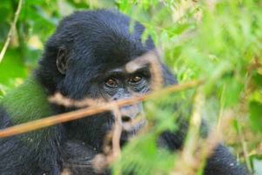Uganda: 3-Day Amazing Gorilla Trekking 1