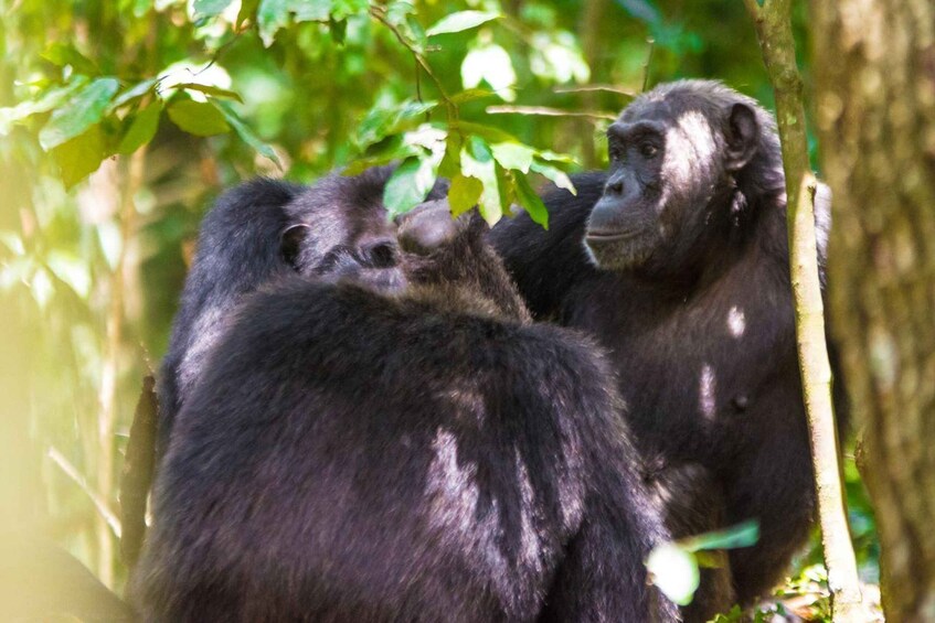 Picture 1 for Activity Uganda: 3-Day Amazing Gorilla Trekking 2