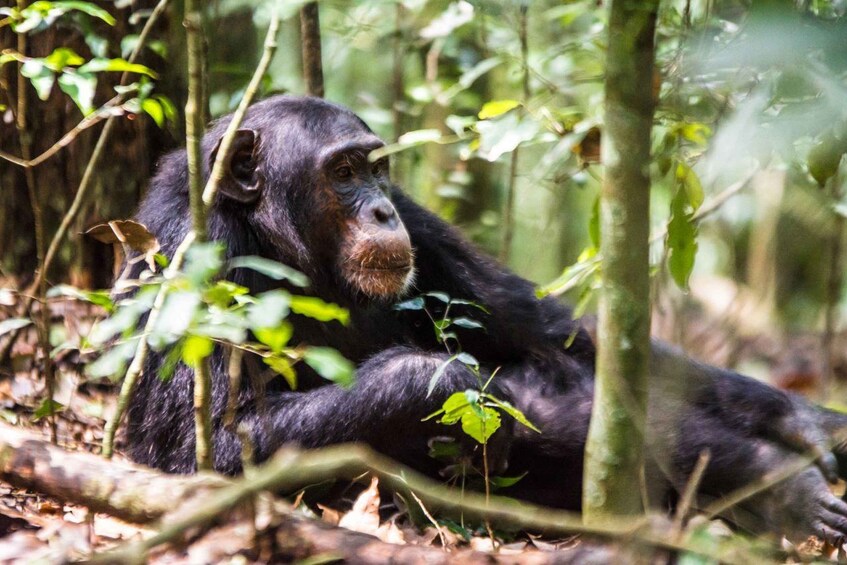 Picture 2 for Activity Uganda: 3-Day Amazing Gorilla Trekking 3