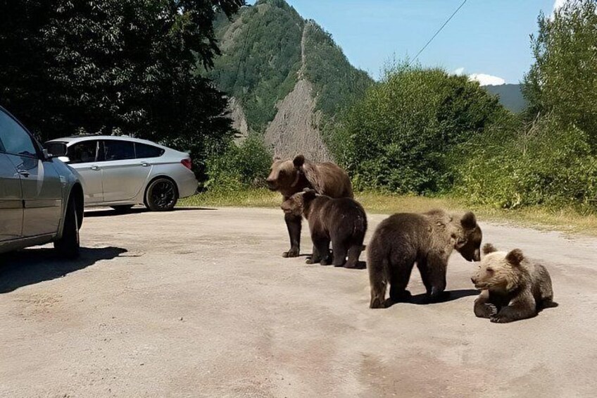 A group of bears on a road with a car and a mountain in the background. 2