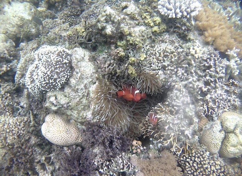 Picture 2 for Activity Lombok: Secret Gili Snorkeling & Fishing Trip 4