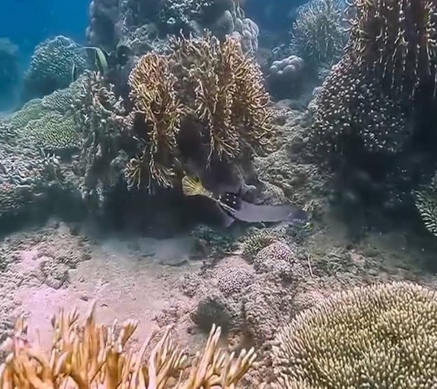 Picture 7 for Activity Lombok: Secret Gili Snorkeling & Fishing Trip 5