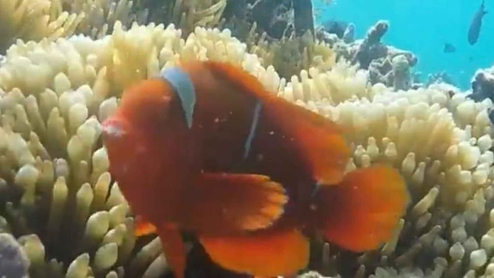 Picture 3 for Activity Lombok: Secret Gili Snorkeling & Fishing Trip 3